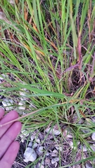 Bothriochloa laguroides