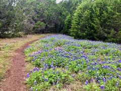 Lupinus texensis