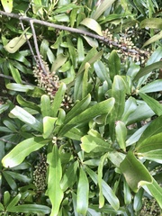 Myrsine salicina