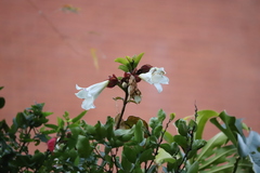 Beaumontia grandiflora