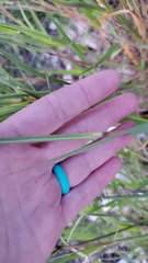 Bothriochloa laguroides