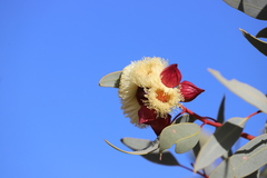 Eucalyptus pachyphylla