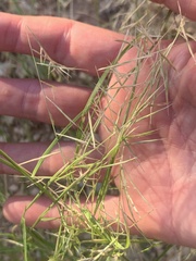 Bouteloua aristidoides