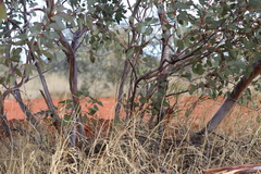 Eucalyptus pachyphylla