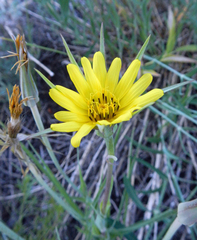 Tragopogon dubius