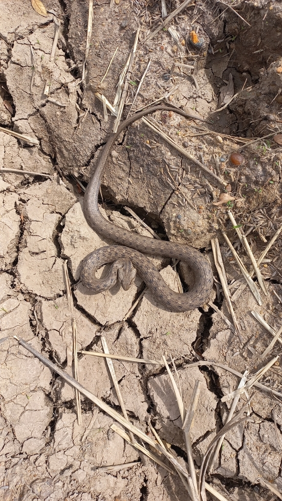 Coastal House Snake from Ibicuí, Itaqui RS, 97650000, Brasil on