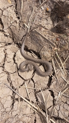 Mesotes strigatus