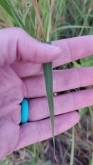 Bothriochloa laguroides