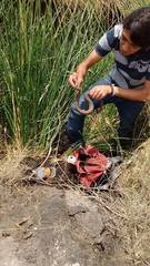 Crotalus polystictus