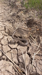 Mesotes strigatus