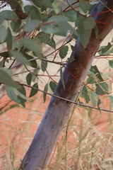 Eucalyptus pachyphylla
