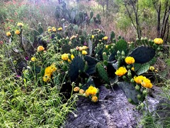 Opuntia lindheimeri