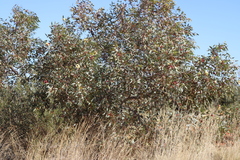 Eucalyptus pachyphylla