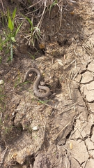 Mesotes strigatus