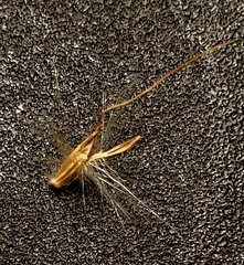 Bothriochloa laguroides