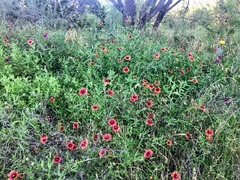 Gaillardia