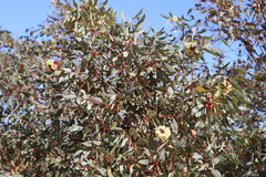Eucalyptus pachyphylla