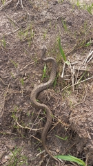 Mesotes strigatus
