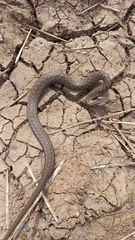 Mesotes strigatus