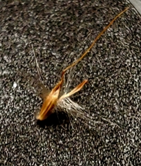 Bothriochloa laguroides