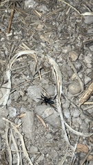 Castianeira descripta