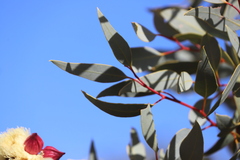 Eucalyptus pachyphylla