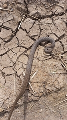 Mesotes strigatus