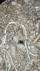 Castianeira descripta