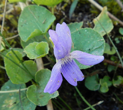 Viola nephrophylla