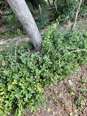 Quercus sinuata sinuata