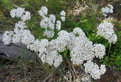Achillea millefolium