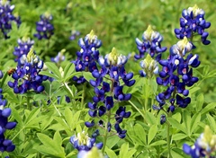 Lupinus texensis