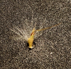 Bothriochloa laguroides