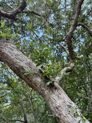 Quercus sinuata sinuata