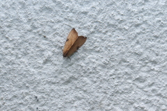 Galgula