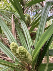 Pandanaceae