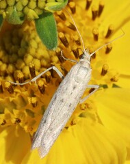 Homoeosoma electella