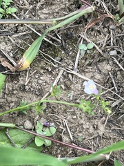 Mazus pumilus
