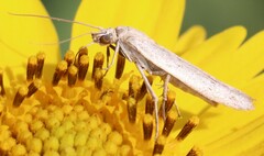 Homoeosoma electella