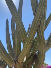 Pachycereus pecten-aboriginum