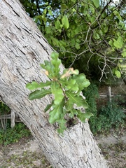 Quercus sinuata sinuata