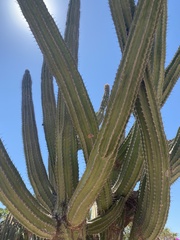 Pachycereus pecten-aboriginum