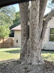 Quercus sinuata sinuata