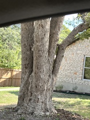 Quercus sinuata sinuata