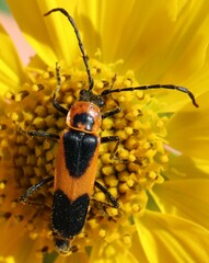 Chauliognathus basalis