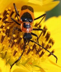 Chauliognathus basalis