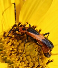 Chauliognathus basalis