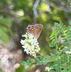 Callophrys