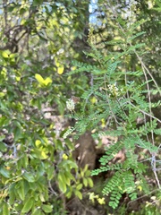 Callophrys