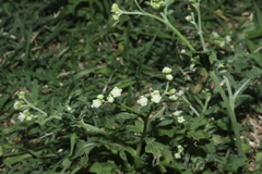 Parthenium